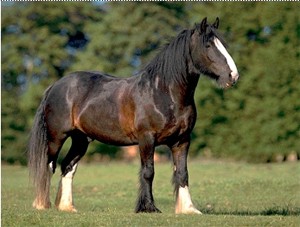 Obrazek
