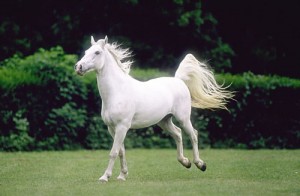 Obrazek